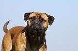 BULLMASTIFF 474